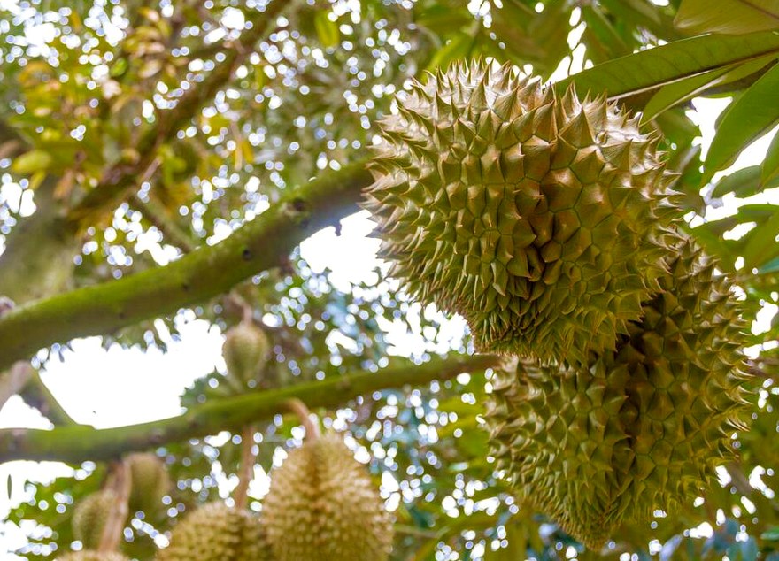 Bibit Durian Bawor
