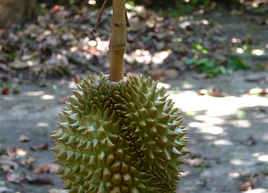 Bibit Durian Duri Hitam