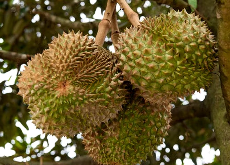 Bibit Durian Merah