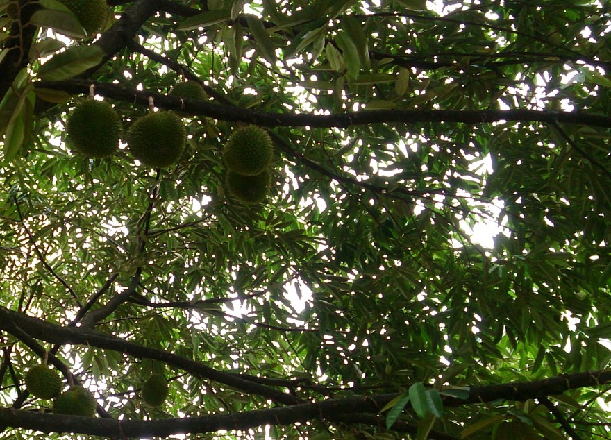 Bibit Durian Musang King